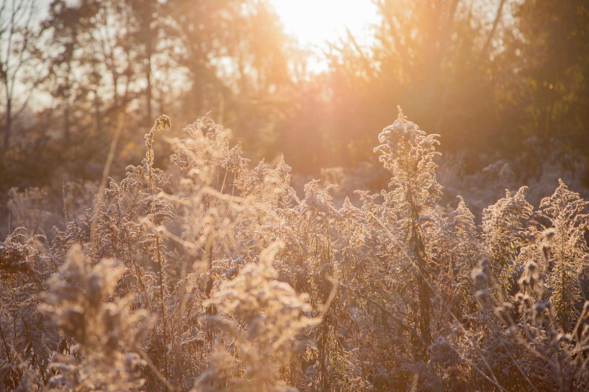 frosty_morning